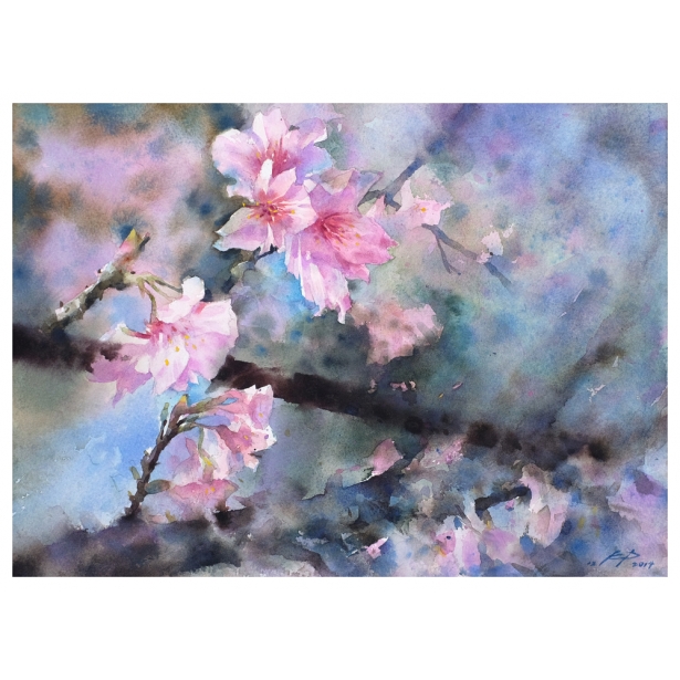 sakura in spring