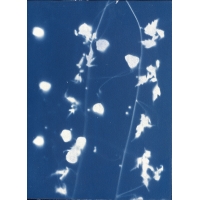 倒地鈴 Cyanotype-Balloon Vine（NO.2022-3-3-004）