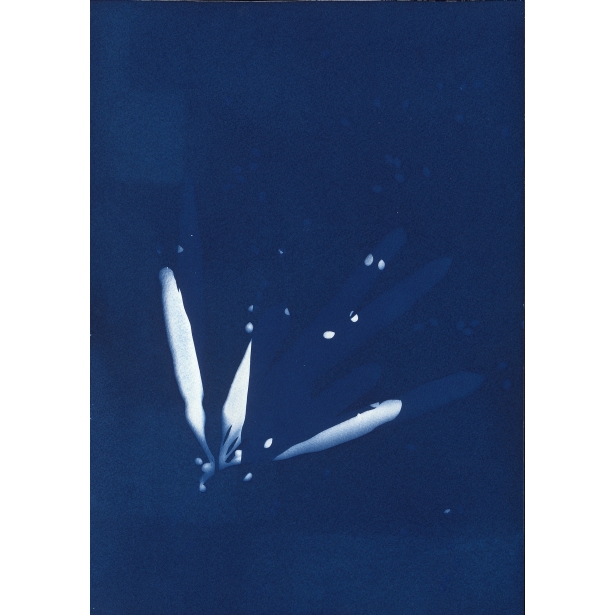 銀合歡種子 Cyanotype-White Popinac（NO.2022-3-3-005）