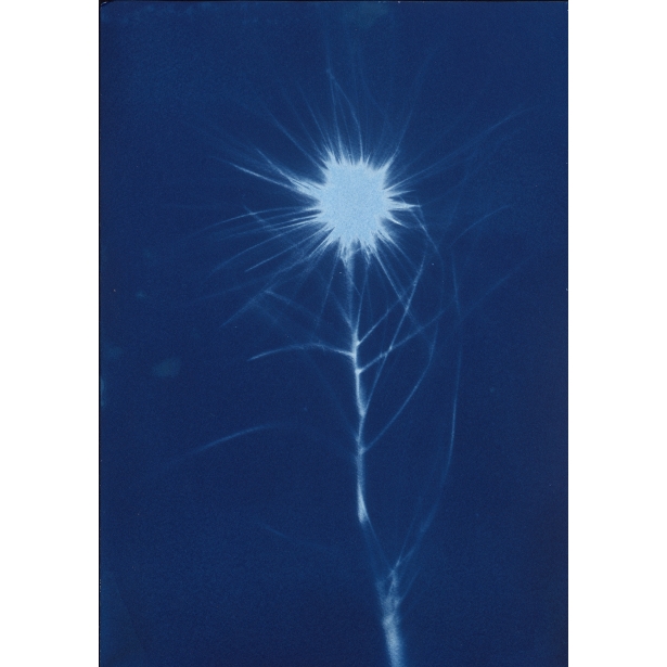 濱刺麥 Cyanotype-Spinifex littoreus（NO.2022-3-3-007）