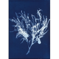 銀合歡 Cyanotype-White Popinac（NO.2022-3-3-008）