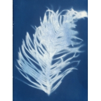 南洋杉 Cyanotype-Norfolk Island Pine（NO.2022-3-3-009）